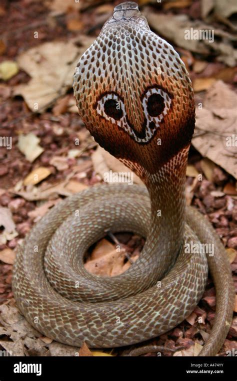 King Cobra Snake Hi Res Stock Photography And Images Alamy