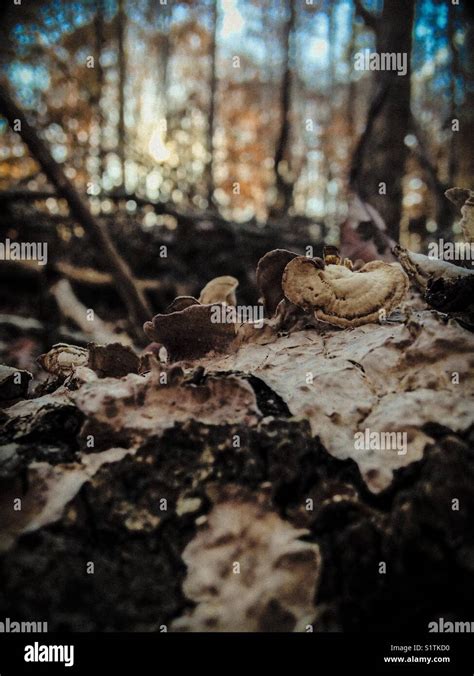 Fungus Growing On Rotting Stump In North Carolina Woods Stock Photo Alamy