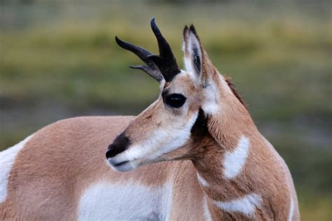 Free Photo Antelope Pronghorn Wild Nature Free Image On Pixabay