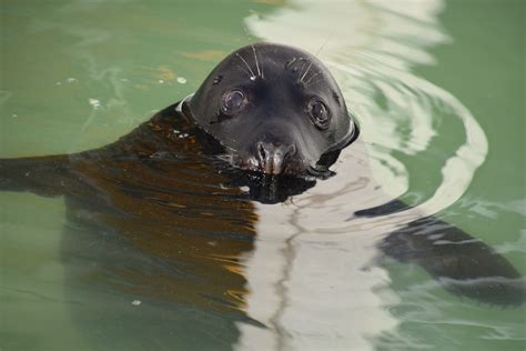 Rare Black Seal In Sealrescue Pieterburen The Dolphin Swim Club