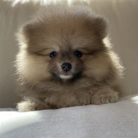 Pomeranian Sold Puppies For Sale Waggs To Riches