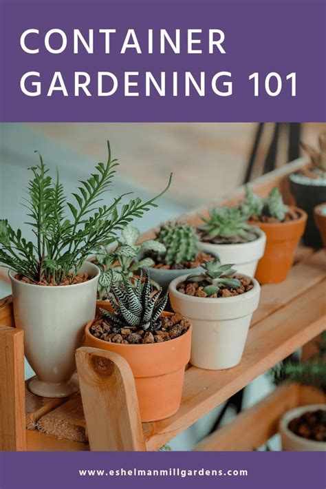 Container Gardening 101 Tips And Advice For Beginner Get Your