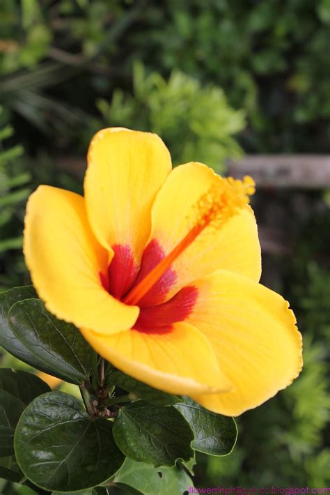 In polypropylene bags, weight depend upon form type. FLOWERS IN THE PHILIPPINES: Hibiscus as Gumamela - Yellow ...