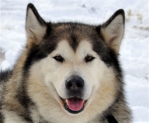 Alaskan Malamute 2 Foto And Bild Tiere Haustiere Hunde Bilder Auf