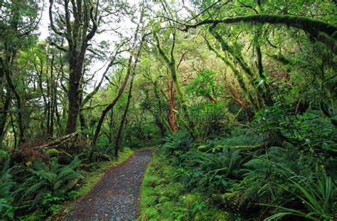 New Zealand S Temperate Rain Forest Stock Photo Image Of South