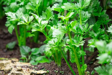 Allow the celery plants to become brittle and dry, then remove them from your garden bed. Growing Celery Like You Were Born a Farmer
