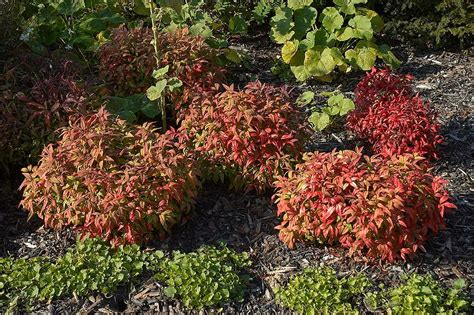 The firepower nandina works great in partial and full sun environments. NANDINA domestica 'Firepower' - Plantes extérieures