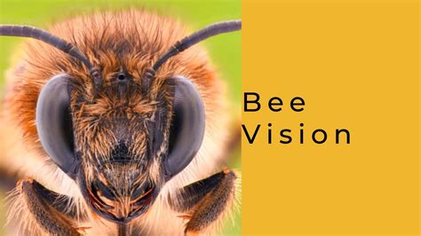 Bee Vision Youtube