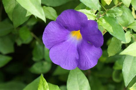 After adding fertilizer and planting the seeds, two days will need to pass again. Free Images : nature, flower, petal, botany, flora, purple ...
