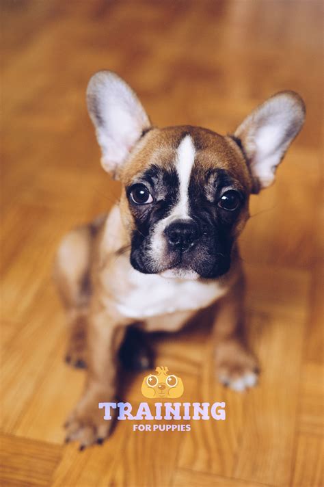 The beef recipe contains helpful ingredients that offer nutritional benefits. Best Food For French Bulldog Puppy Dogs - Top Tips And ...