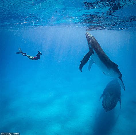 Video Footage Of Couple S Hypnotic Swim With Three Humpback Whales Hot Lifestyle News