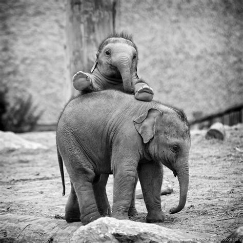 10 Foto Tingkah Lucu Anak Gajah Ngegemesin Banget Pokoknya