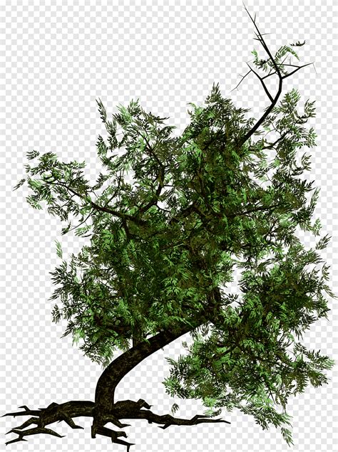 Tree Tree Image File Formats Leaf Png Pngegg