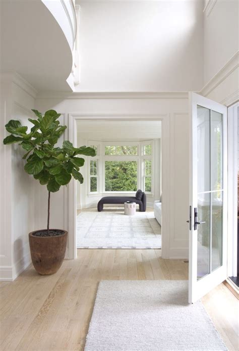 Bright White Walls In The Entryway Light Wood Floors Fig Leaf Tree
