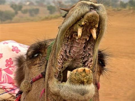 In addition to the likes of albert einstein, francis crick, jonas salk and linus pauling, scientific american continues to attract esteemed authors from many fields. This Is What The Inside Of A Camel's Mouth Looks Like, And ...