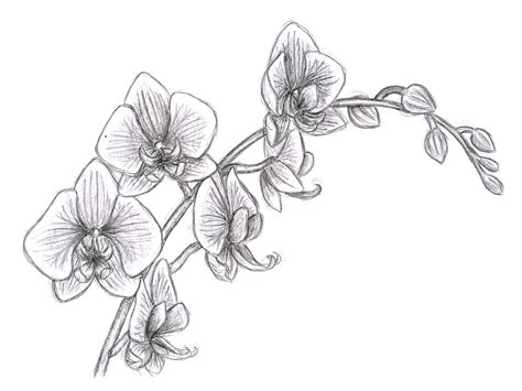 Oriental Orchid Pencil Study Orchid Drawing Drawings Line Drawing