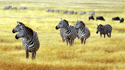 Wallpaper Zebra Savanna Cute Animals Animals 4525