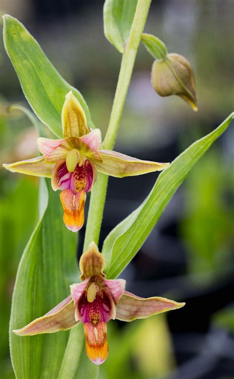 I had this pot of epipactis gigantea 'serpentine night' last year, but no blooms. Epipactis gigantea - The Watershed Nursery