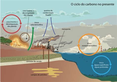 O Gás Carbônico Entra Na Planta Pelas