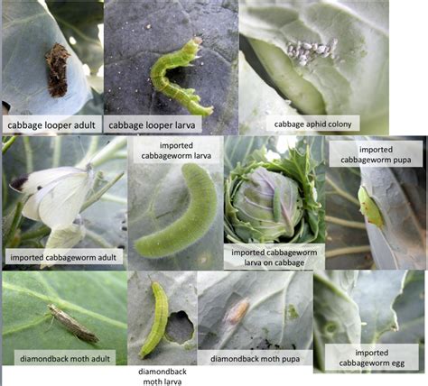 It is necessary to classify insects so that we can. Cole crops - Vegetable Entomology | Michigan State University