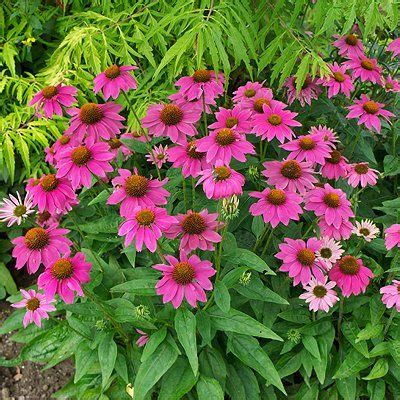 In late summer they are real butterfly magnets. Echinacea pow wow wild berry coneflower. Front of house ...