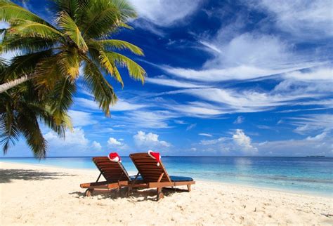 Laeacco Tropical Sea Beach Lounge Chair Palm Tree View Photography