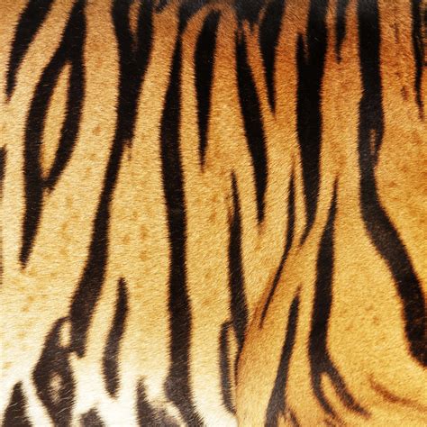 Tiger Skin Texture Of Real Tiger Skin Anek Suwannaphoom Flickr