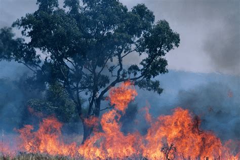 Australia bushfires: cause, impact, and restoration