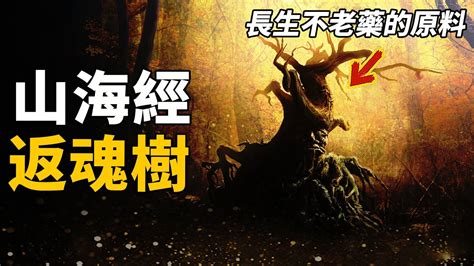 不死藥的原料，返魂樹真實存在？《山海經》驚人記載它的真實樣貌！漢武帝曾用它為百姓續命！| 腦補大轟炸 - YouTube