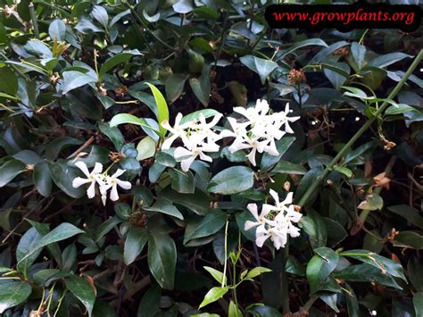 We did not find results for: Star jasmine - How to grow & care
