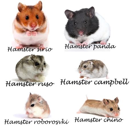 Hamsters Cuidados Alimentación Y Atención Veterinaria Hámsters Mi