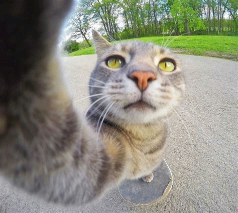 Pin By Gianna Williams On Manny The Selfie Taking Cat Cat Selfie