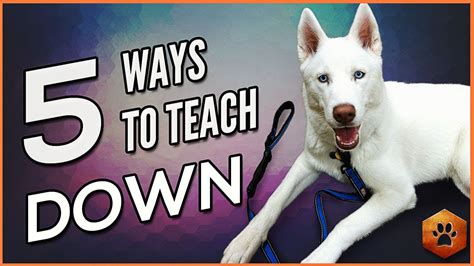 Teach A Dog To Lay Down 5 Alternate Methods For All Dogs Training