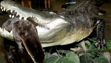 Record Breaking Alligator On Display For The Month The Selma Times