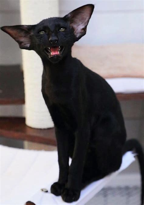 The Black Oriental Shorthaired Cat Aka The Bat Cat Rcolorblack