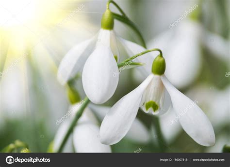 Beautiful White Snowdrop Flowers Spring Meadow Stock Photo By