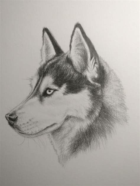 Pencil Husky Dog Drawing Easy Perangkat Sekolah