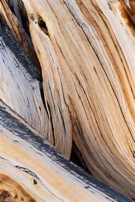 Wood Of A Bristlecone Pine California Vertical Geology Pics