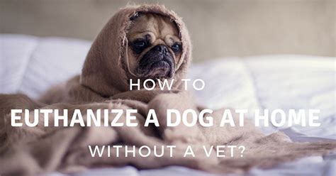 Rather than make my kids go through the anguish, my wife and i decided to euthanize the canine in his crate at residence without telling the kids forward of time. How To Euthanize A Dog At Home Without A Vet? All You Need ...