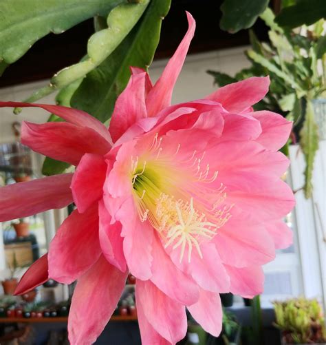 Cactus in oaxaca poster | zazzle.com. Cactus Archives - Cactus Jungle