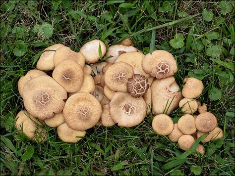 A Clump Of Mushrooms Or Toadstools Growing In My Yard Photograph By