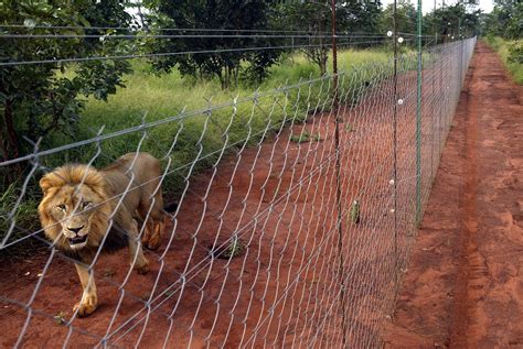 Lion Researchers Call For More Fences To Save The Big Cats The New