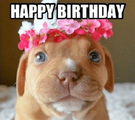 Happy Birthday Memes Dog20 Best Ideas Birthday Meme Dog Happy