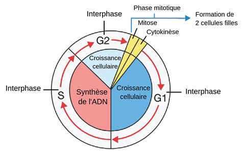 Le Cycle Cellulaire Labster Theory