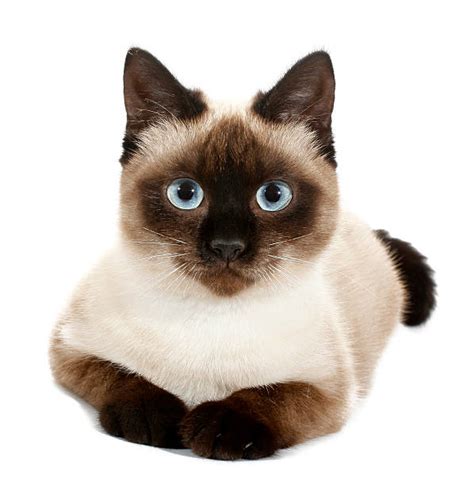 These vocal cats are intelligent and affectionate too, with an elegant, regal look. Best Siamese Cat Stock Photos, Pictures & Royalty-Free ...