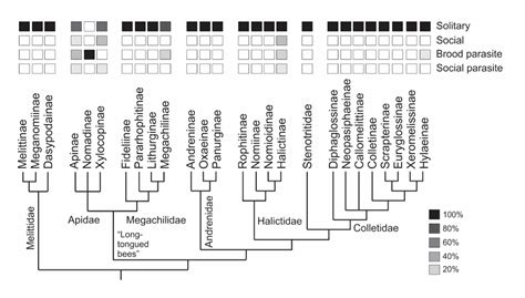 Mason Bee Edu Educator Modules Bee Phylogeny And Diversity