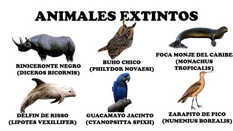 Animales Extintos 17 Especies Que Han Desaparecido En Los últimos