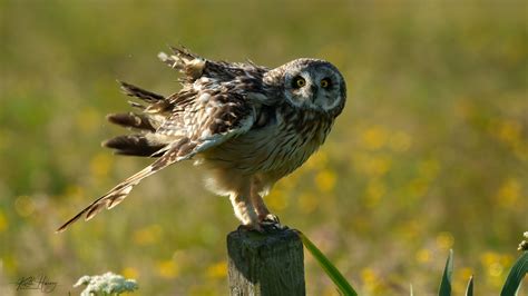 Short Eared Owl Flickr