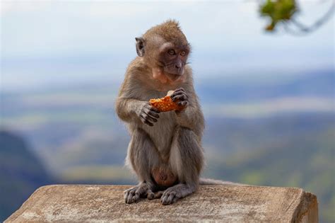 Brown Monkey Photograph · Free Stock Photo