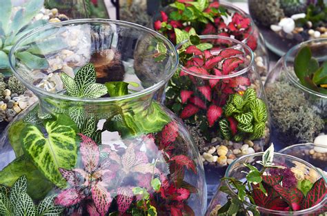 How To Make A Terrarium The Best Plants For Terrariums The Old